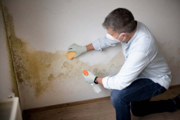 Best Mold Odor Removal Services  in Zeigler, IL