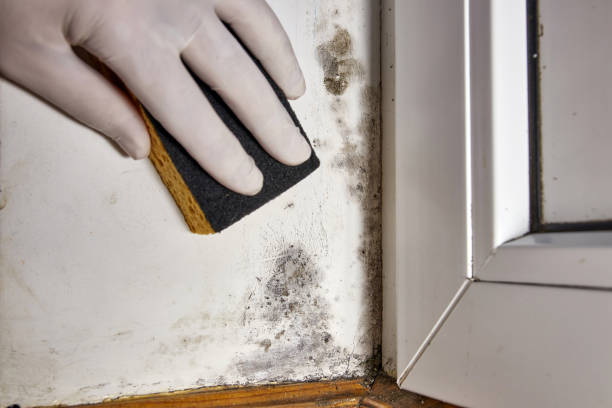 Best Mold Odor Removal Services  in Zeigler, IL